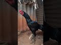 Kattu Seval