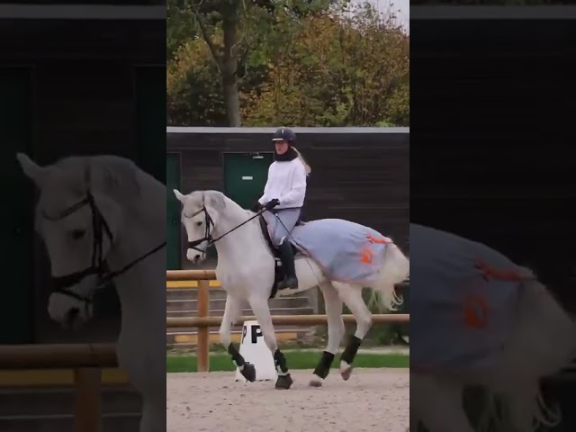 Jument d'&eacute;cole Westfalen 2009, dressage