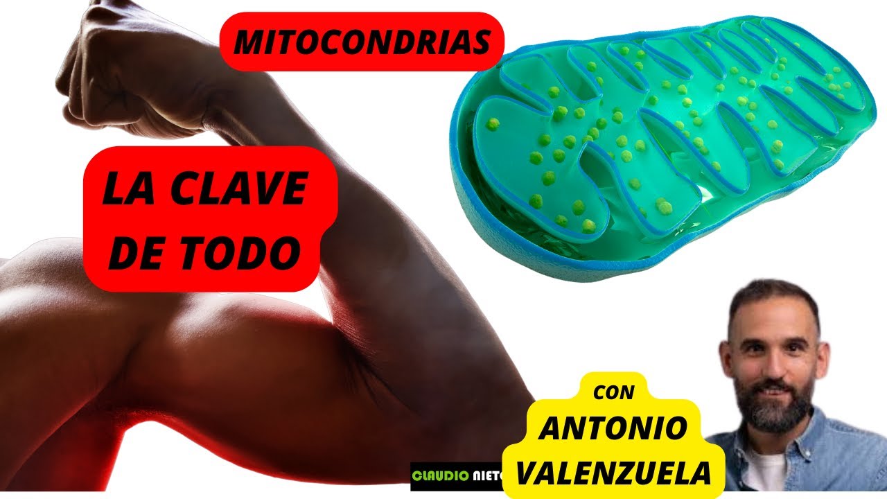 MITOCONDRIAS explicadas PARA TODOS, con ANTONIO VALENZUELA