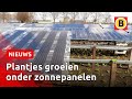 De akkerbouw hoeft niet te wijken voor dit zonnepark | Omroep Brabant