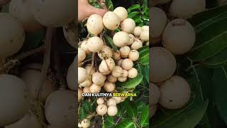 Download lagu Type of fruit: Longan, small seeds, thick flesh mp3