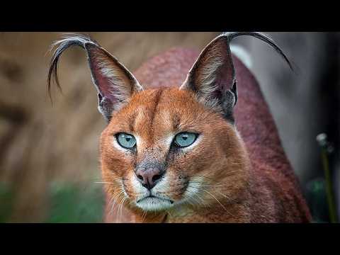 10 Rare Animals of Kazakhstan That Are Hard to Spot