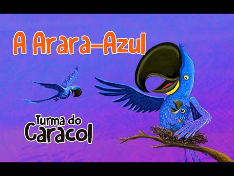 A Arara-azul video