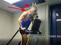Horse mask while doing cardio #gym #gains