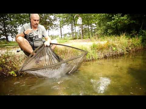 Pêche à la carpe au pain