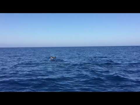 Dolphins in Alboran sea (Mediterranean)