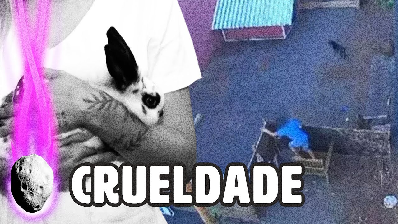 CRIANÇA DE 9 ANOS ENTRA EM HOSPITAL VETERINÁRIO E MATA 23 ANIMAIS NO PARANÁ | PLANTÃO