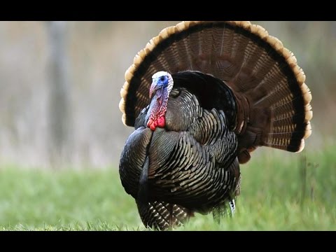 Domesticated turkey 2017 Dindon sauvage