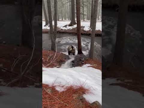 Bear Falls Into Creek After Losing Grip on Steep Slope Chasing Deer