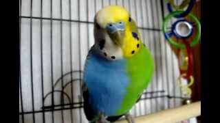 TWINZY.VERY RARE HALFSIDER BUDGIE.TWINS IN ONE.(NOT FAKE)! Tetragametic Chimerism