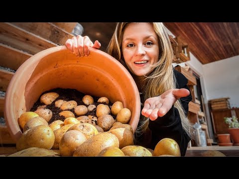 , title : '🥔 Kartoffeln im Kübel pflanzen: 3 Tipps für eine enorme Ernte'