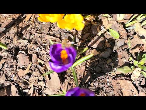 pszczoły w krokusach