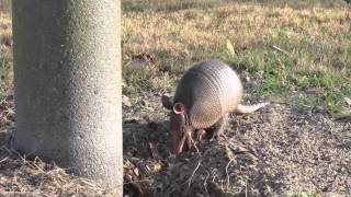 preview picture of video 'Armadillo at Ridgewood Lakes in Davenport, Florida'
