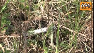 via-garrucci-tra-immondizia-e-siringhe