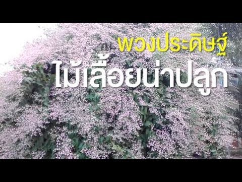 ราคาซื้อค้อนของ ธ อร์ ไม่มีเรี่ยวแรงคืน