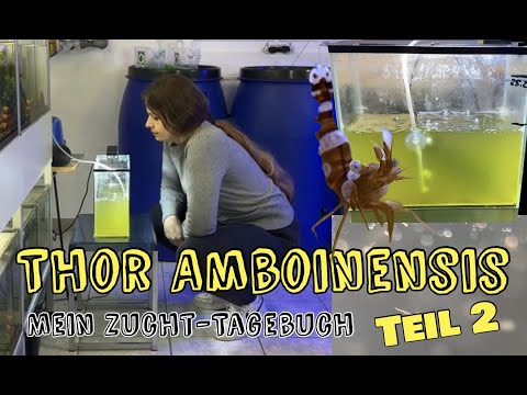 Teil 2 Thor Amboinensis Zucht-Tagebuch // Garnelenlarven in meinem Meerwasseraquarium