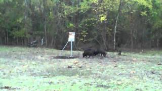 preview picture of video 'Northeast Texas Hogs'