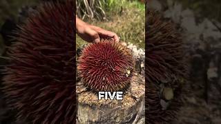 5 Amazing Tropical Fruits From Thailand You Should Try