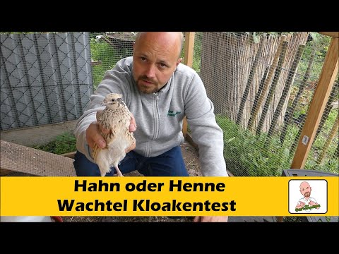 Geschlechtsbestimmung bei Wachteln