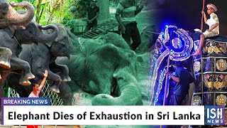 Elephant Dies of Exhaustion in Sri Lanka