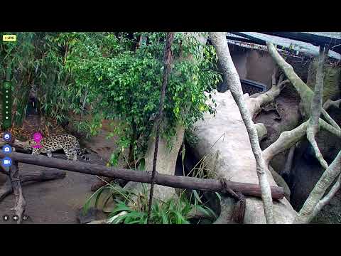 Meet Ajax the Amur Leopard at the Santa Barbara Zoo