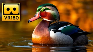 Peaceful Lake Views in VR180 🦆 Relaxing 3D Virtual Reality Experience - Oculus , Apple Vision Pro
