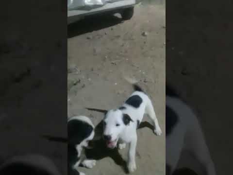 💓Innocent  Puppy #Musti#Time