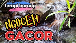 Download lagu NGOCEH GACOR, terapi air untuk semua jenis burung, suara air terapi burung mp3
