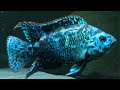 Jenis Ikan Hias Ukuran Besar