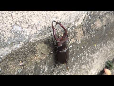Lucanus cervus akbesianus - Stag Beetle / Hirschkäfer
