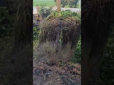 วันนี้ย้ายรถไปลงงานใหม่ครับ ｜ ไพโรจน์ รถขุด ช่องหลัก #excavator #fishing #fish #shorts #shortvideo