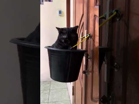 Suprit lagi duduk di ember 😂😂