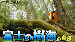 オープニング - 【怖くないよ】富士の樹海の世界~有隣堂しか知らない世界302~