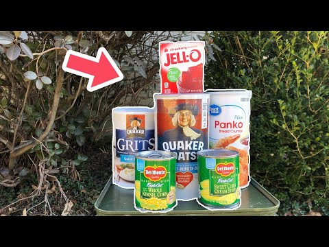 BEST Carp Pack Bait! (Great for All Levels of Carp Angling)