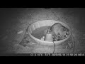 2023 0913 Cute Raccoon Fishes For Underwater Treasure In The Party Pool