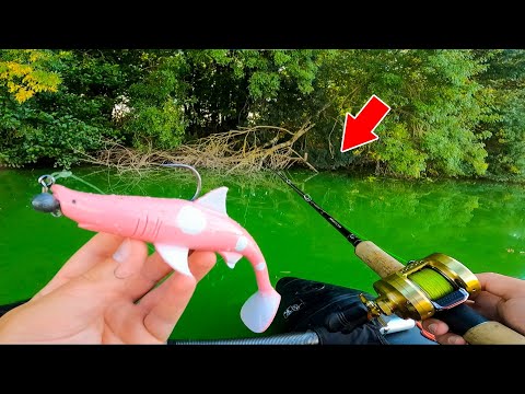 Pêcher avec un leurre requin le plus gros poisson d'eau douce !!! ( shark Lure vs catfish )