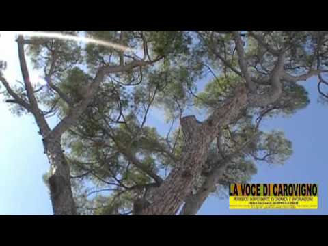 La Voce di Carovigno - LA GRANDE PIGNA DI CAROVIGNO