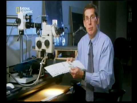 Mayday alarm im cockpit - aloha flug 243 notlandung auf Hawaij Teil 4