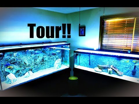 Take a Complete Tour of My Fishroom.  One Fish Was Just Eaten Unfortunately