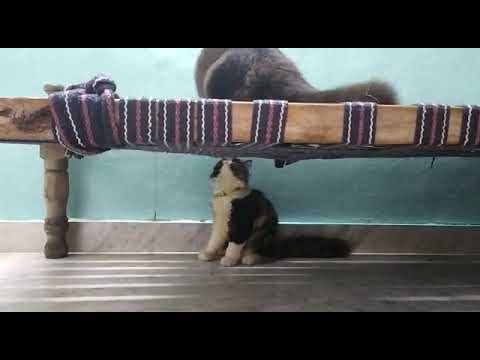 persiancats fighting each other#my cats#funnycat #cutecat #funny Roshan and liba
