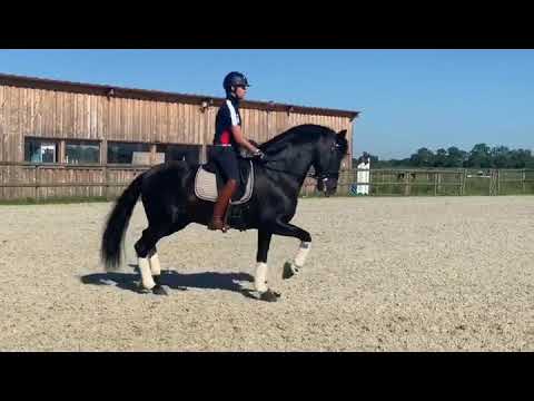 Passage Piaffer Altanero lxxv