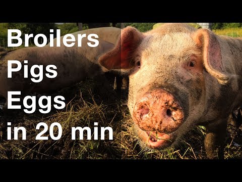 Raise 3 Types of Livestock in 20 Minutes a Day