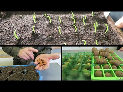 Pruning Apple Tree, Setting seeds, Chitting Potatoes, Garden Plan.
