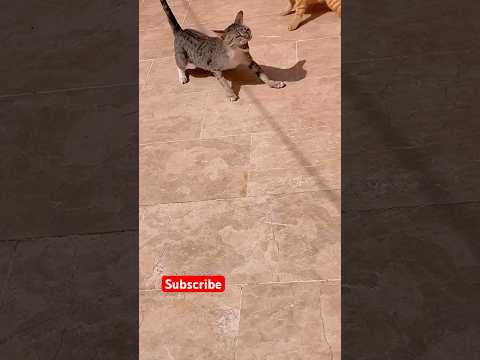 Cats fighting don’t miss the last 😱 #cat #relatable #catfighting #babifreitas #nivetadhingramusic