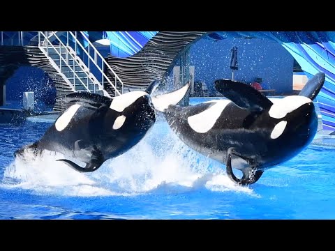 Orca Encounter (Full Show) - SeaWorld Orlando - May 27, 2023