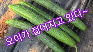 9미터가 넘는 오이 줄기에서 기적이 벌어짐 회춘성공~