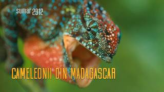 TeleEncyclopedia - Summary 2026.07.04