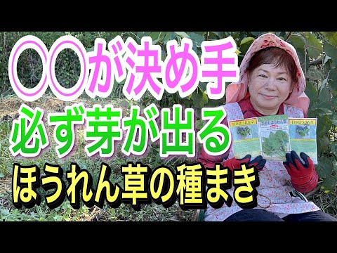 春に種や苗からほうれん草を播種するにはどうすればよいですか？何の品種ですか？  庭園