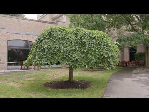 Ulmus glabra  - Scotch Elm
