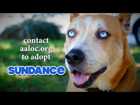Sundance, an adopted Siberian Husky & Australian Cattle Dog / Blue Heeler Mix in Midway City, CA_image-1